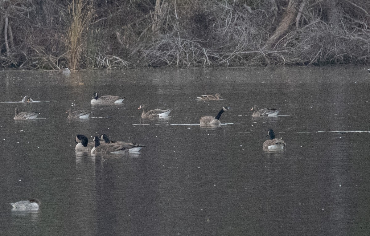 Greater White-fronted Goose - Marilyn White