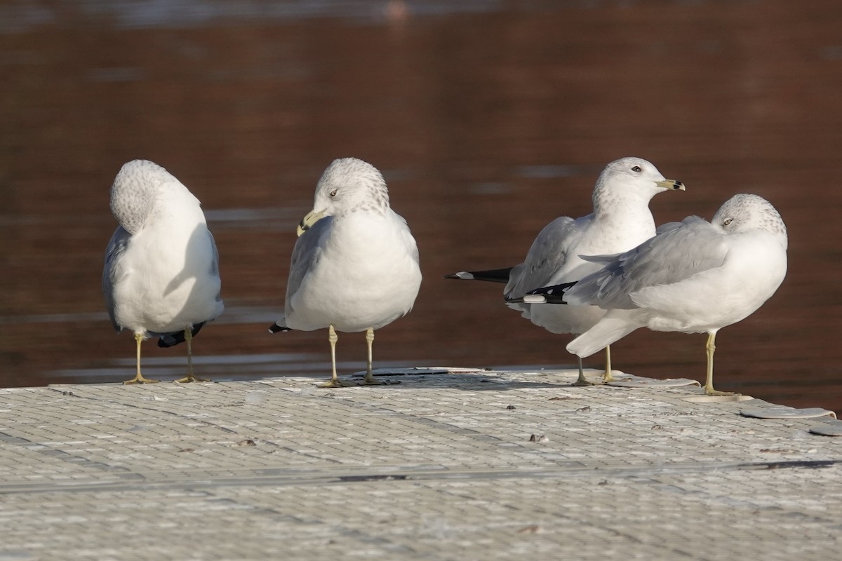 Ring-billed Gull - ML610791828