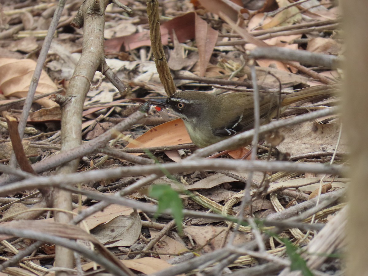 Brown Thornbill - ML610791831