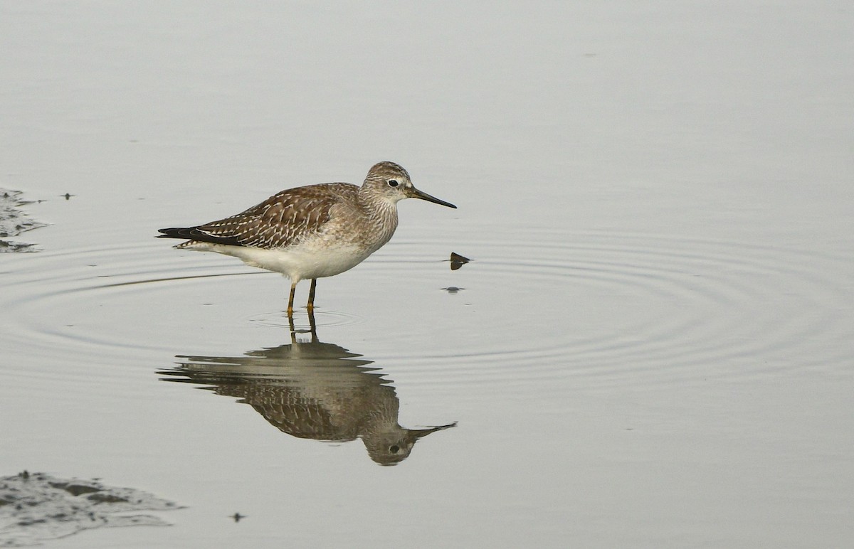 Lesser Yellowlegs - ML610791841