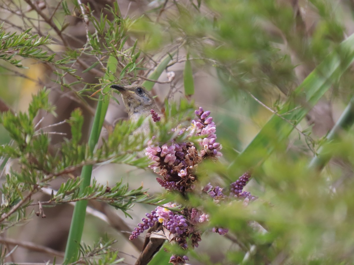 Brown Honeyeater - Jemaine Mulcahy