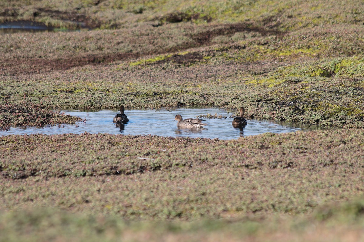 Eaton's Pintail - ML610791961