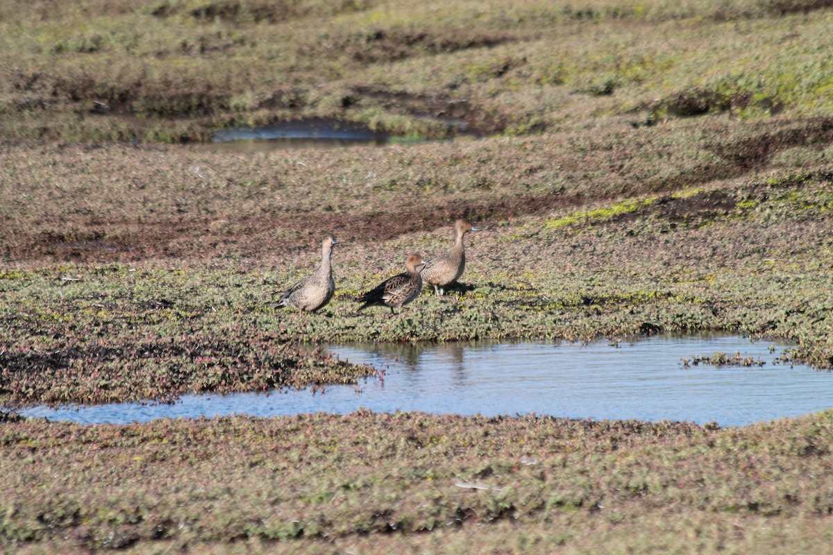 Eaton's Pintail - ML610791963