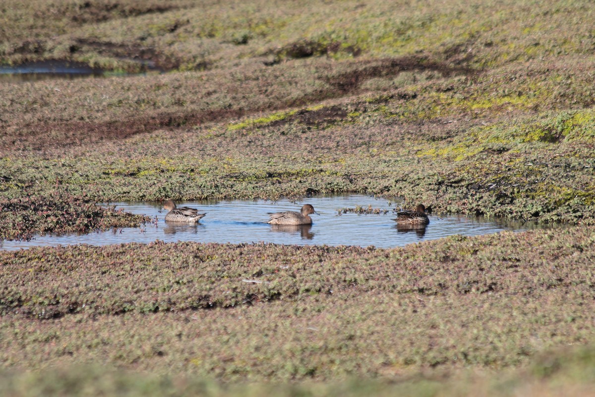 Eaton's Pintail - Adrien Pajot