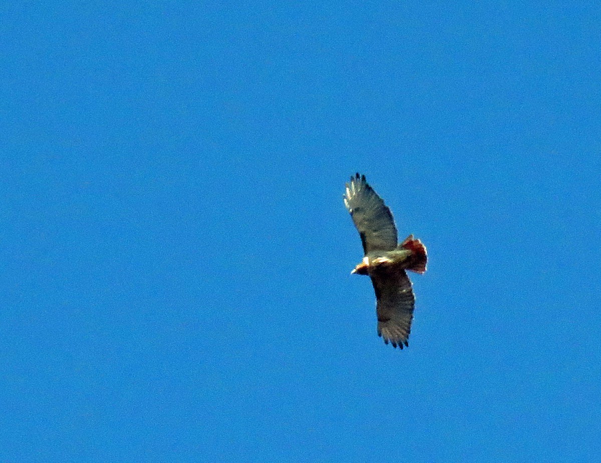 Red-tailed Hawk - ML610792029