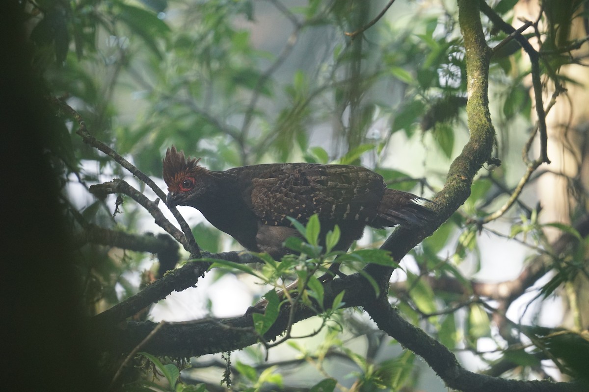 Spot-winged Wood-Quail - ML610792193