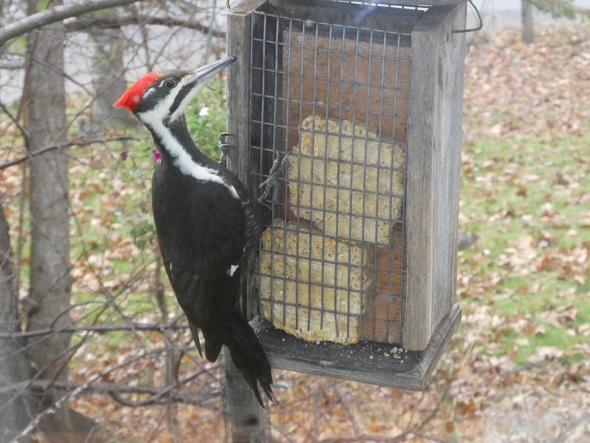 Pileated Woodpecker - ML610792245