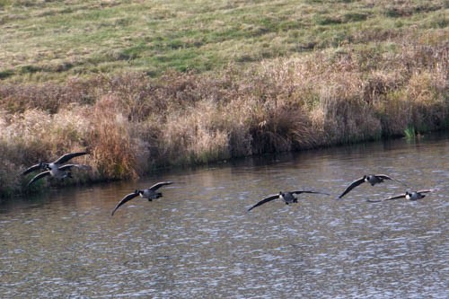 Kanadagans - ML610792334