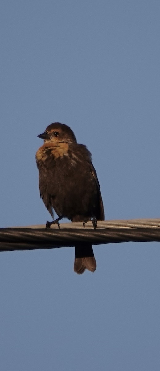 Yellow-headed Blackbird - ML610792346