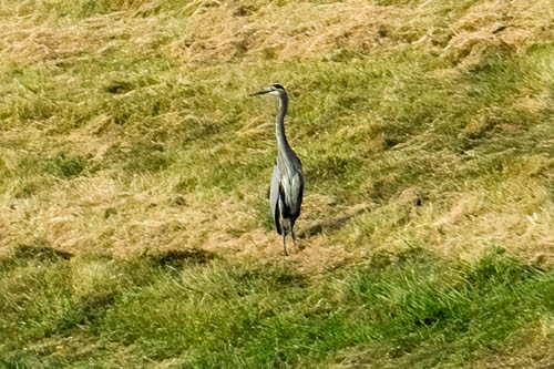 Kanadareiher - ML610792385