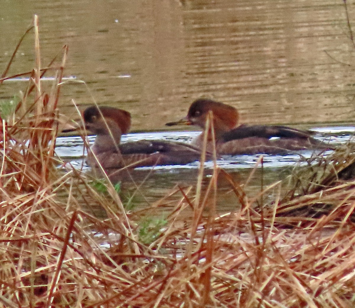 Hooded Merganser - ML610792393