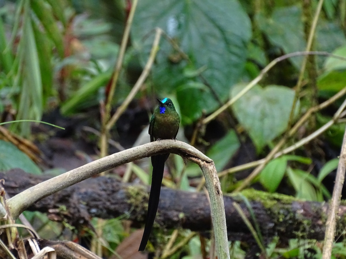 Violet-tailed Sylph - ML610792427