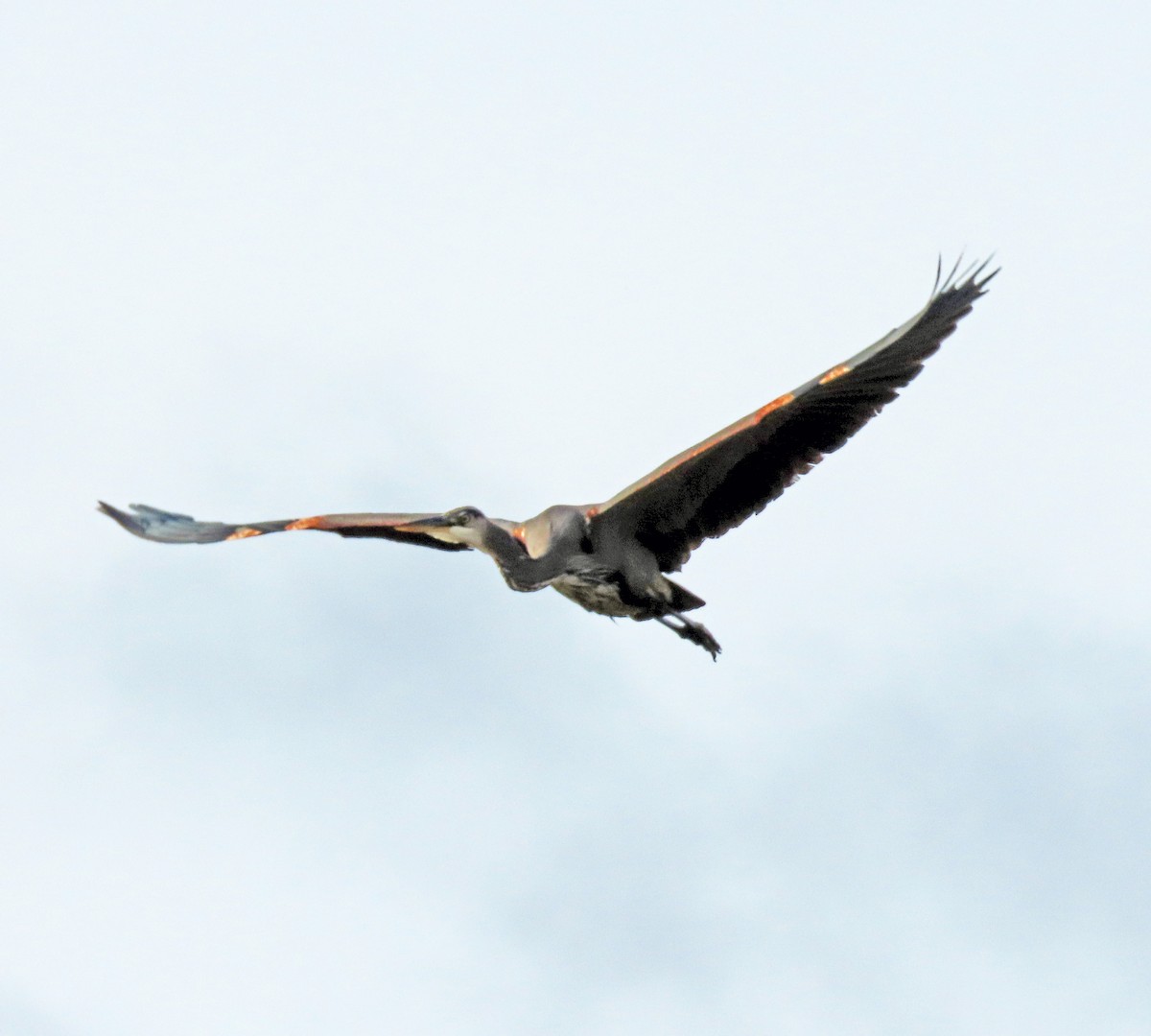 Great Blue Heron - ML610792435