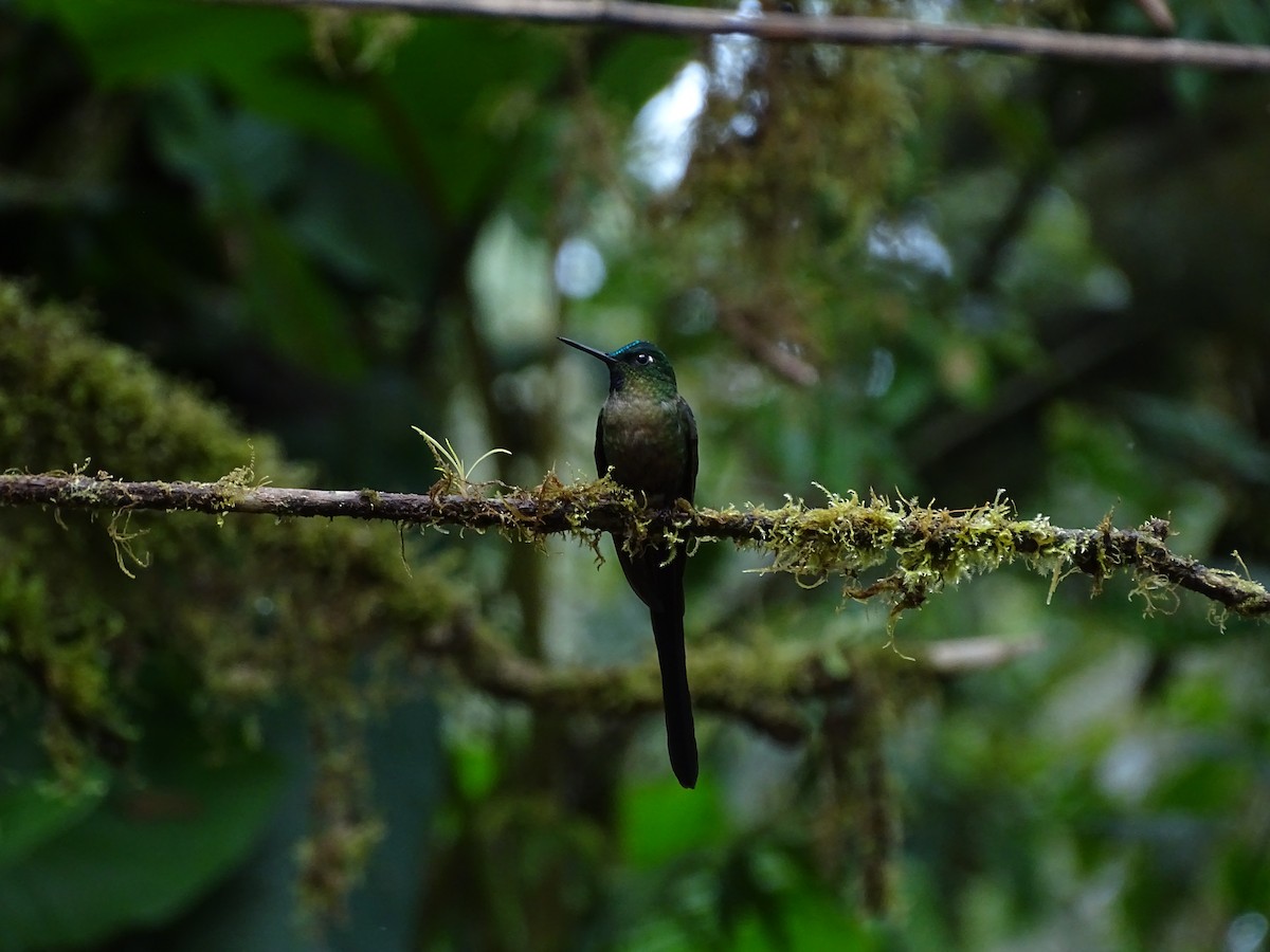 Violet-tailed Sylph - ML610792439
