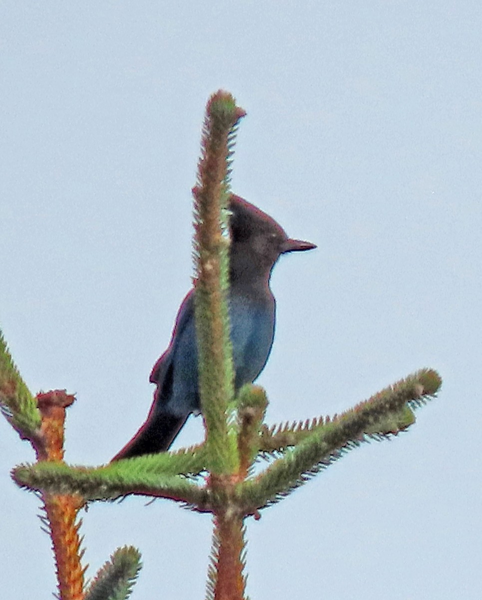 Steller's Jay - ML610792473