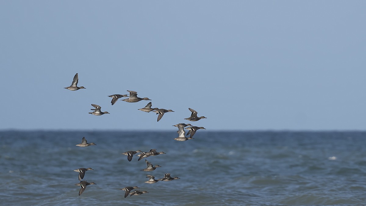 Eurasian Wigeon - ML610792528