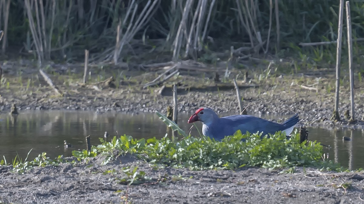 Gray-headed Swamphen - ML610792540