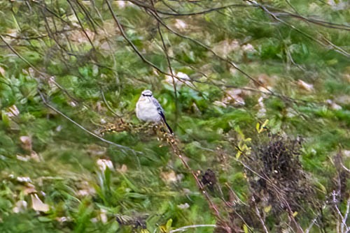 Northern Mockingbird - ML610792561