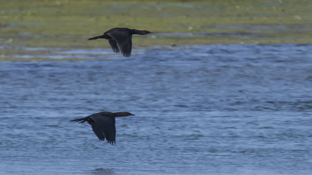 Pygmy Cormorant - ML610792573