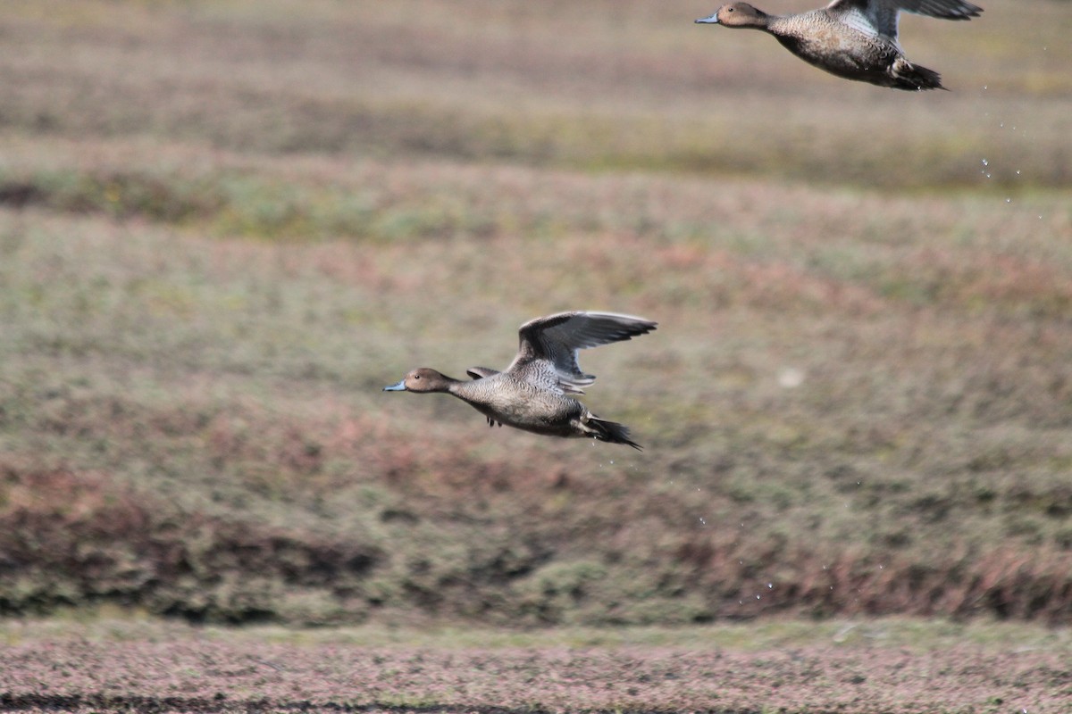 Eaton's Pintail - ML610792606