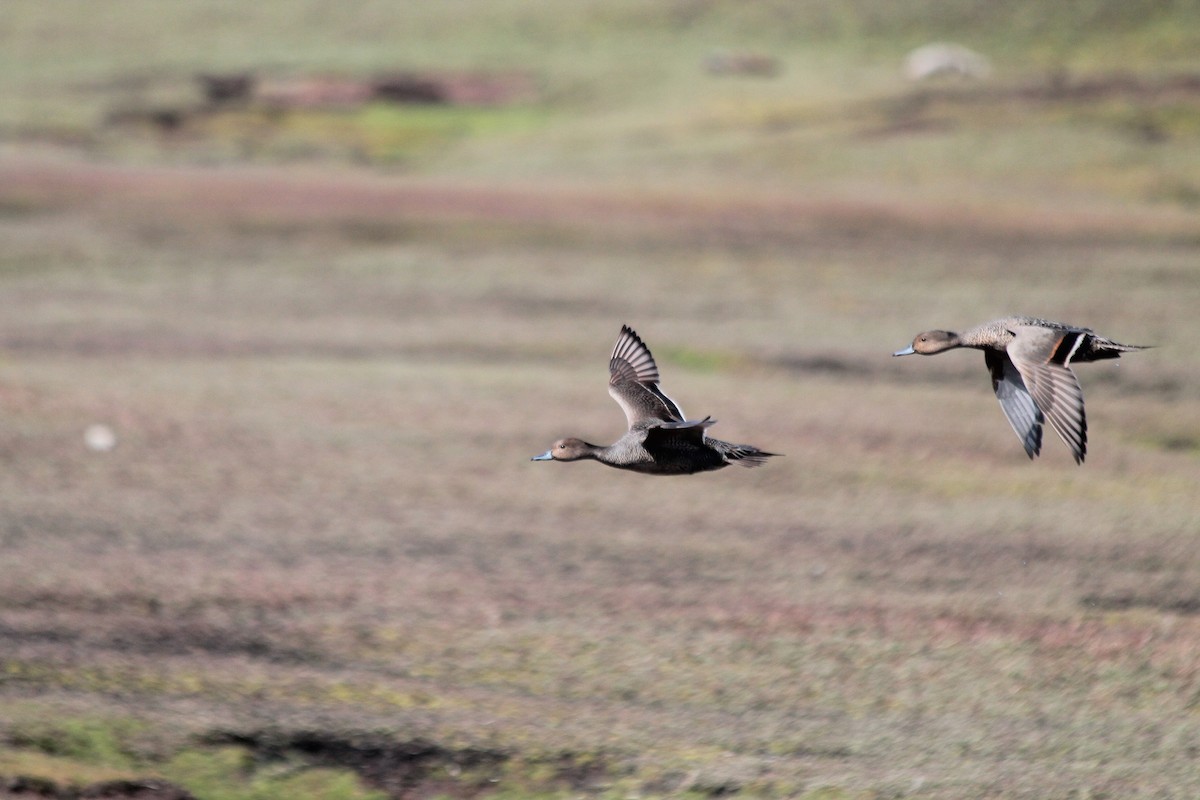 Eaton's Pintail - Adrien Pajot