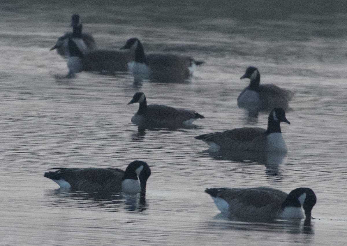 Canada Goose - Bob Diebold