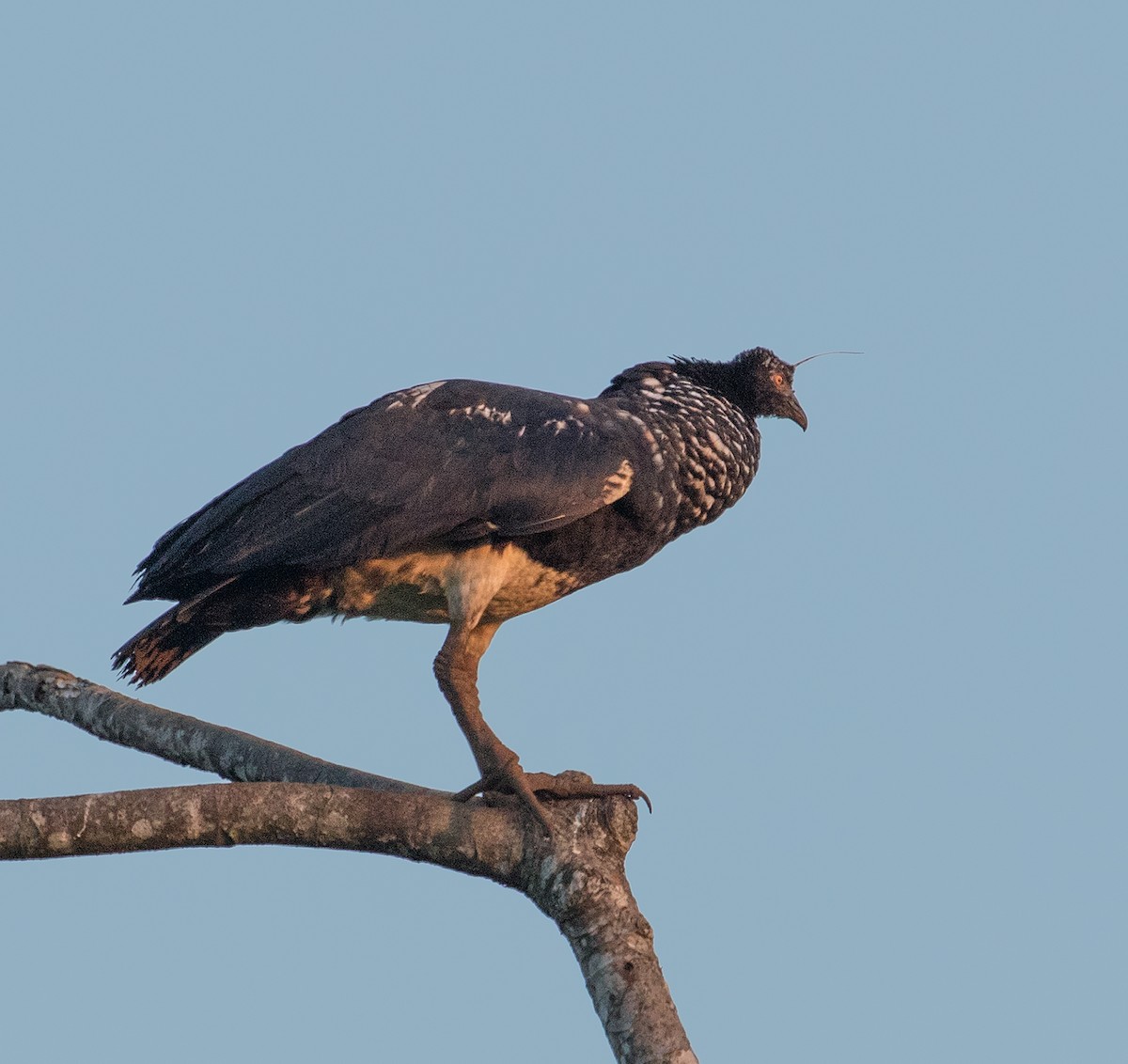 Horned Screamer - ML610792629