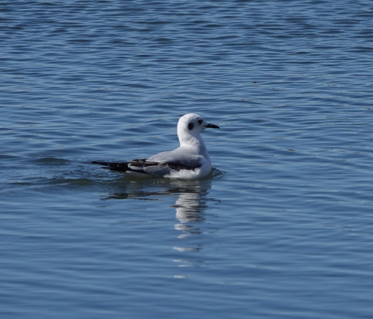 Bonaparte's Gull - ML610792661