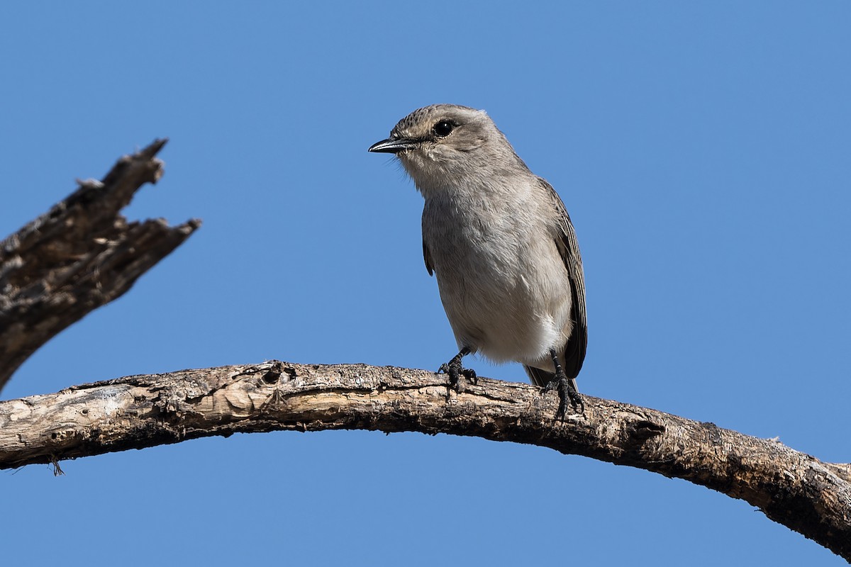 African Gray Flycatcher - ML610792689