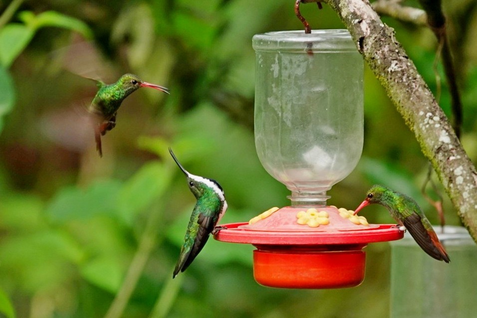 kolibřík tropický - ML610792692