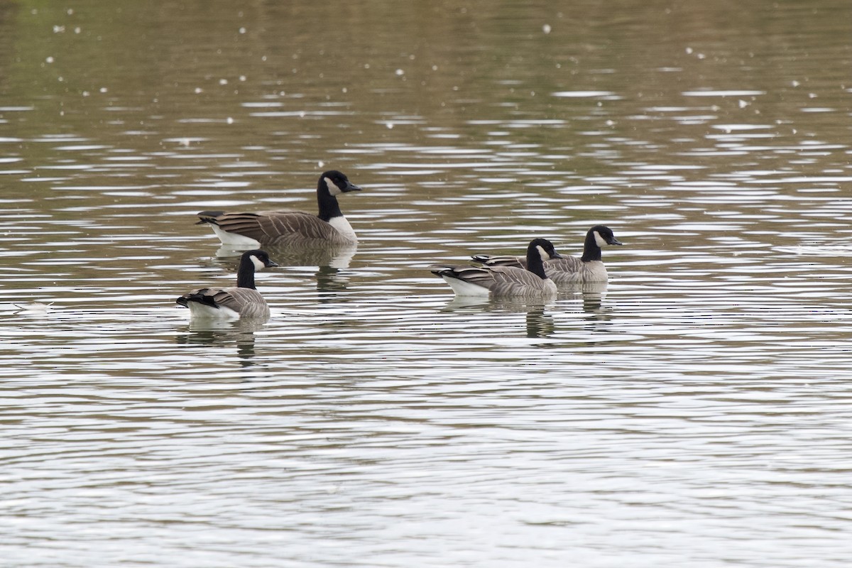 Cackling Goose - ML610792697