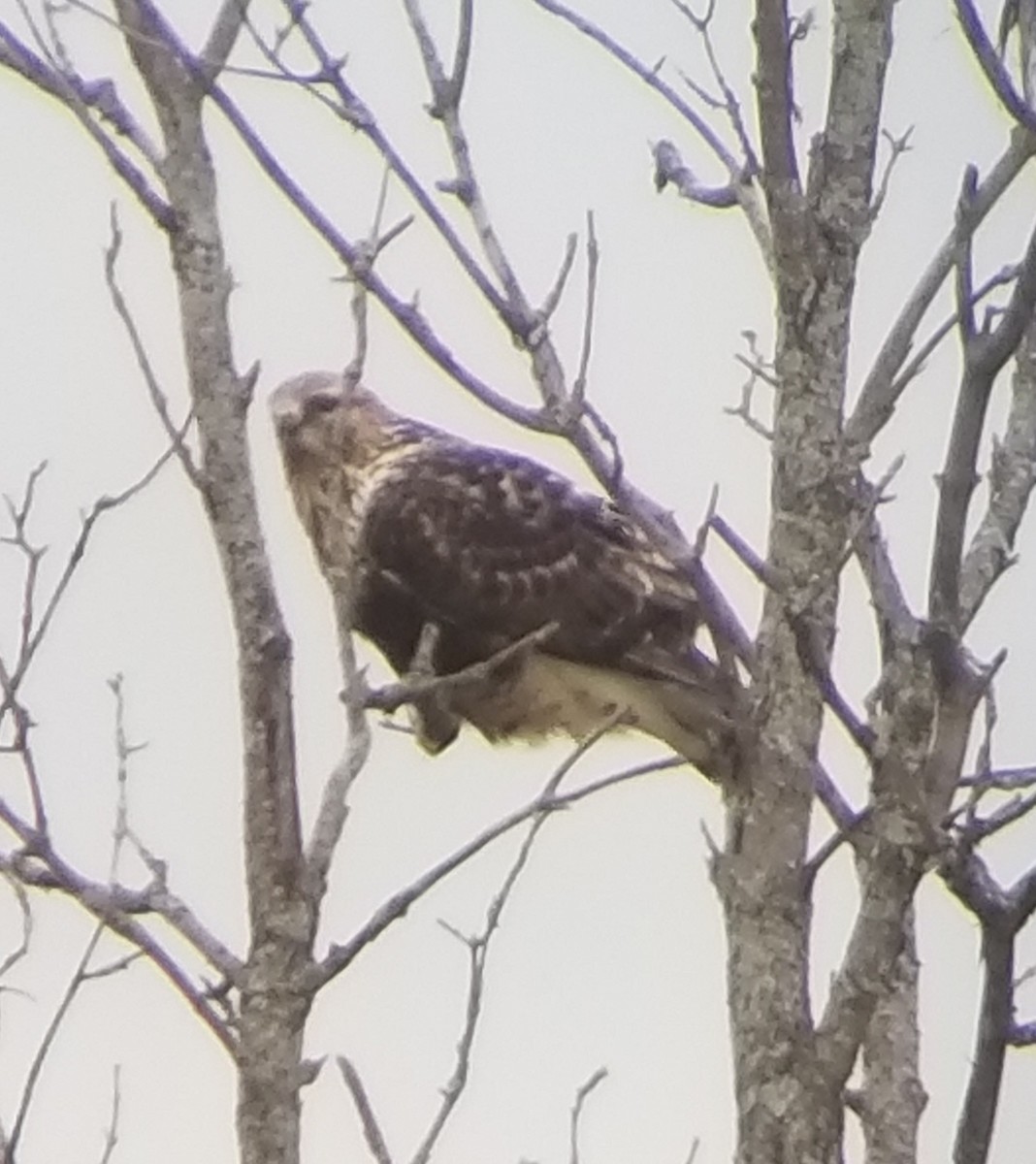 Rough-legged Hawk - ML610792919