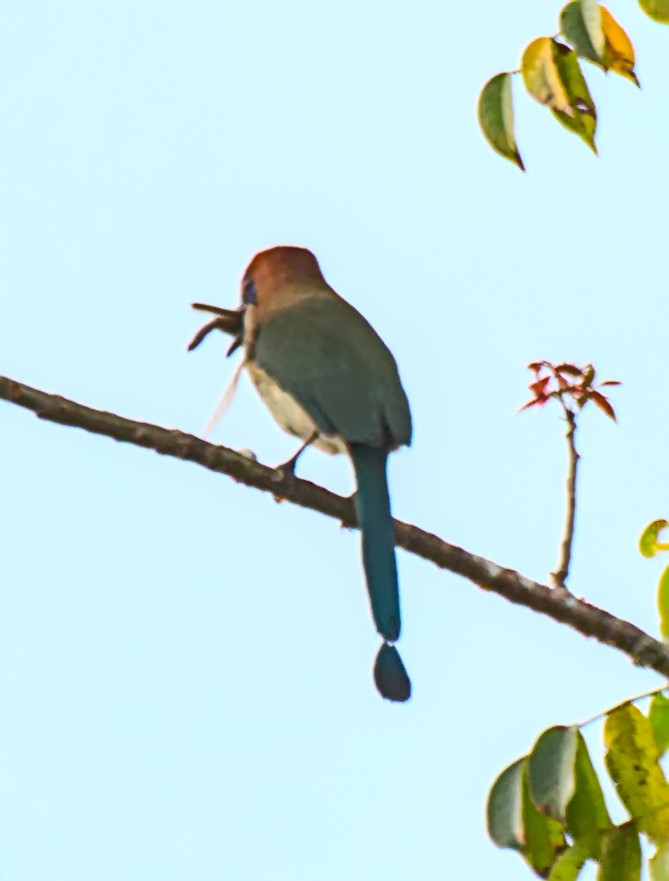 Russet-crowned Motmot - ML610792979