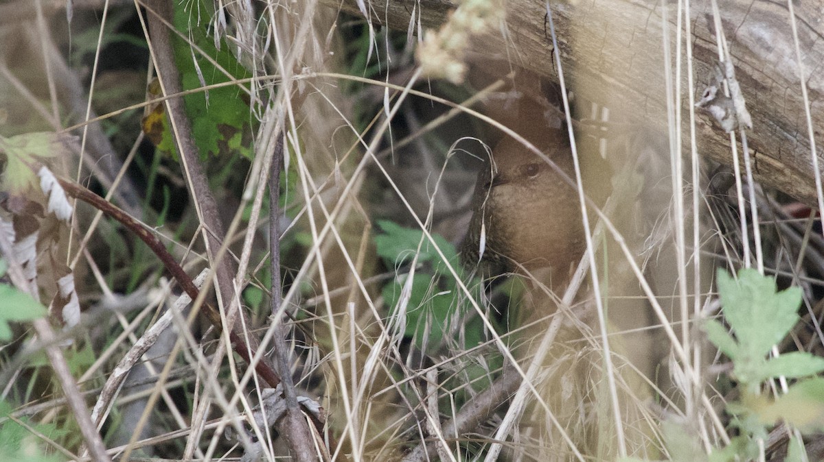 Winter Wren - ML610793080