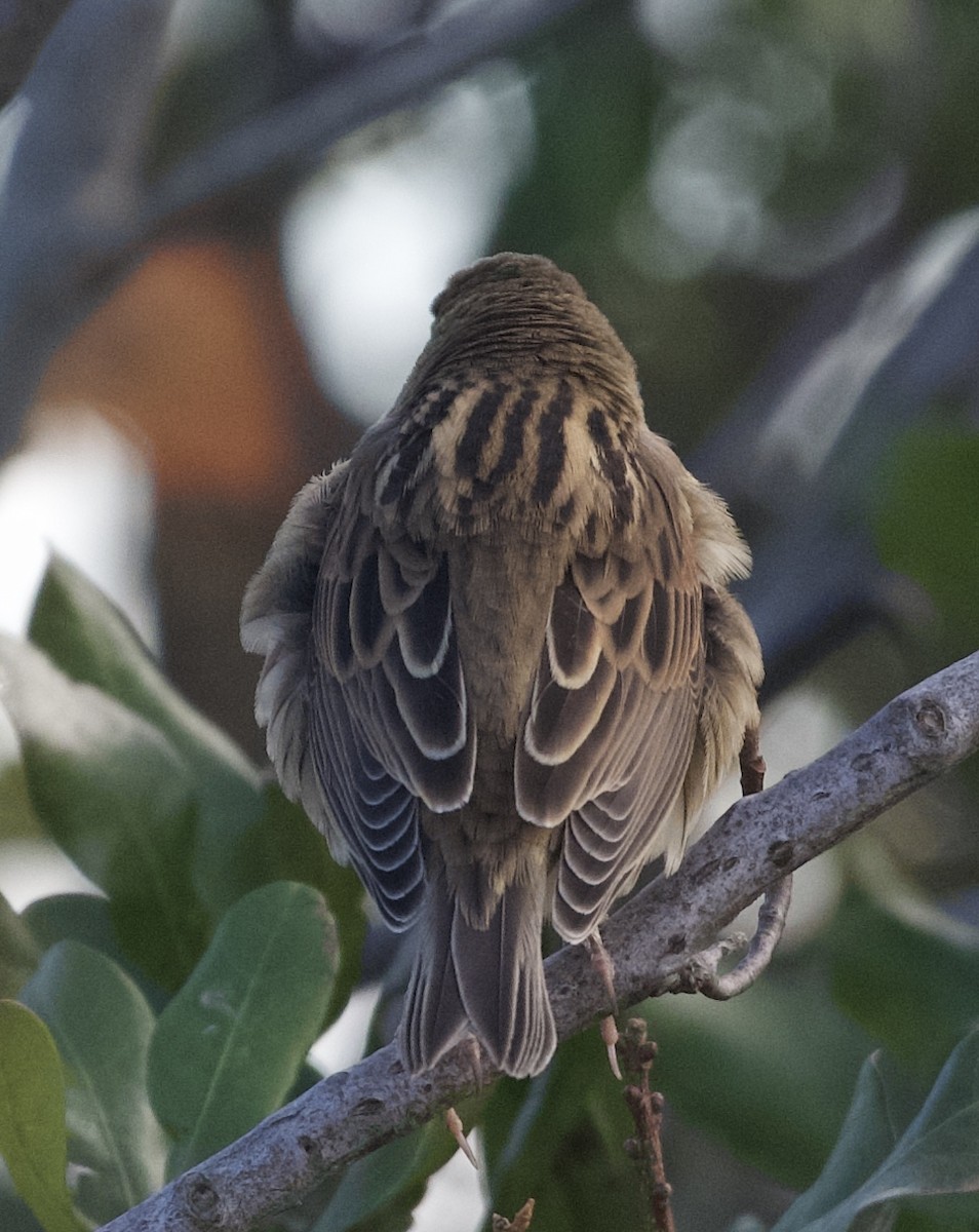 Dickcissel - Bob Diebold