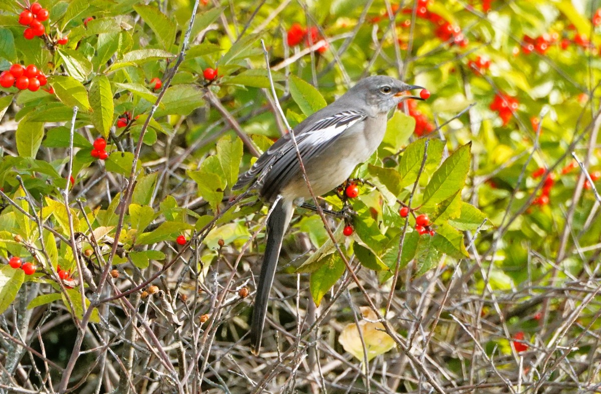 Northern Mockingbird - ML610793157