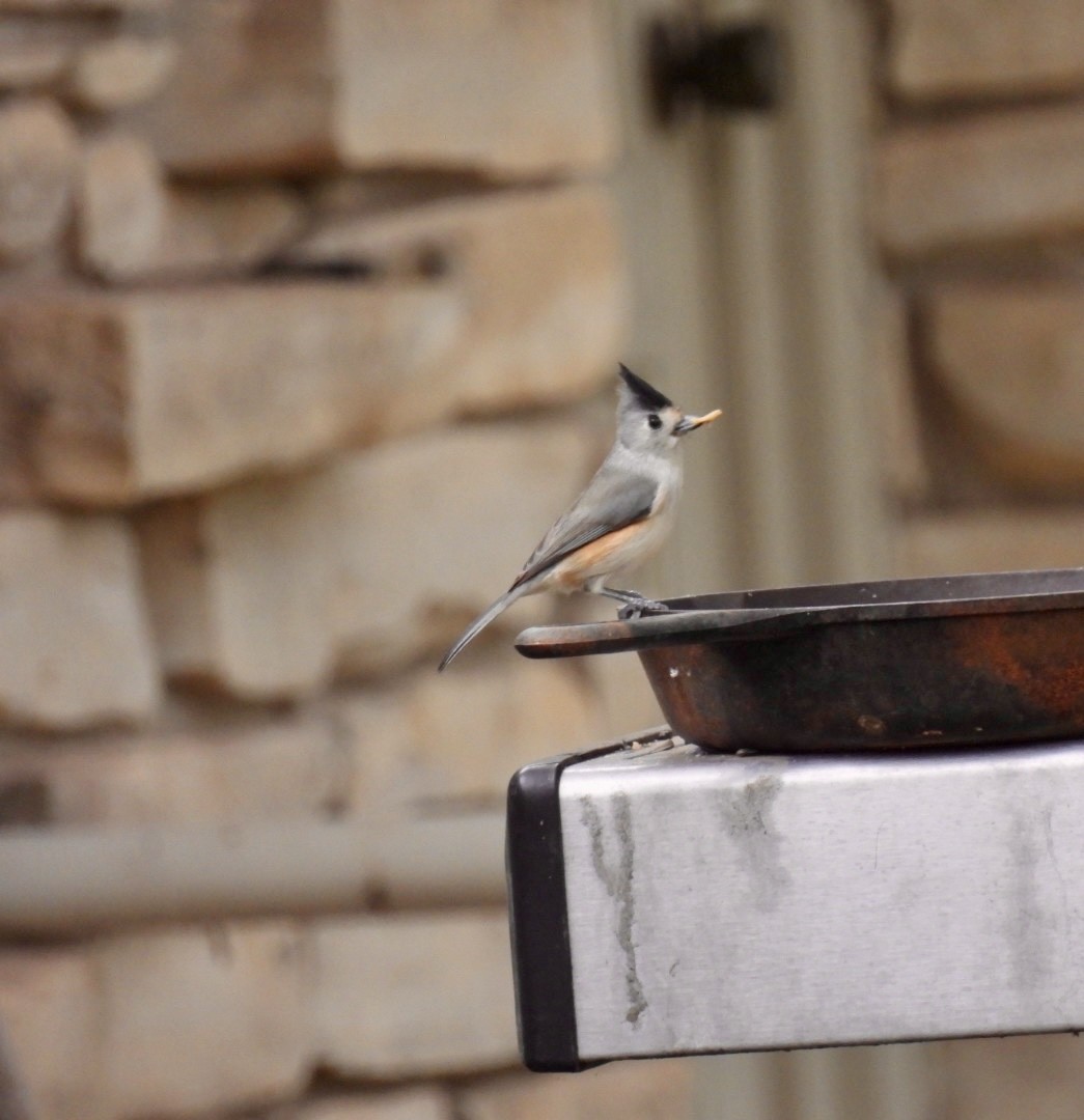 Black-crested Titmouse - ML610793174