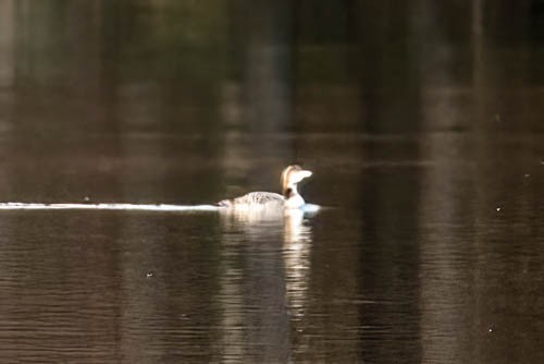 Plongeon huard - ML610793215