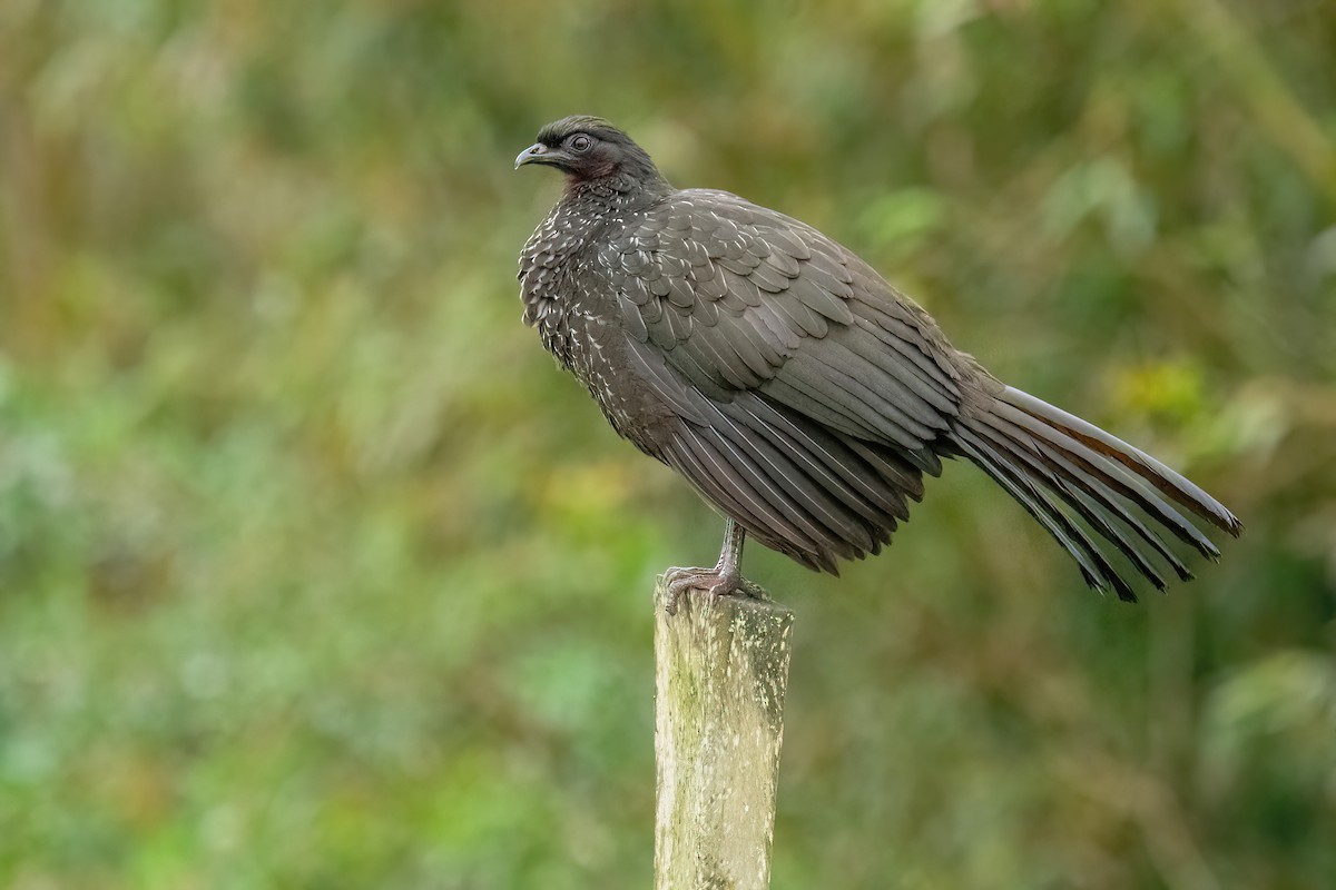 Dusky-legged Guan - ML610793221