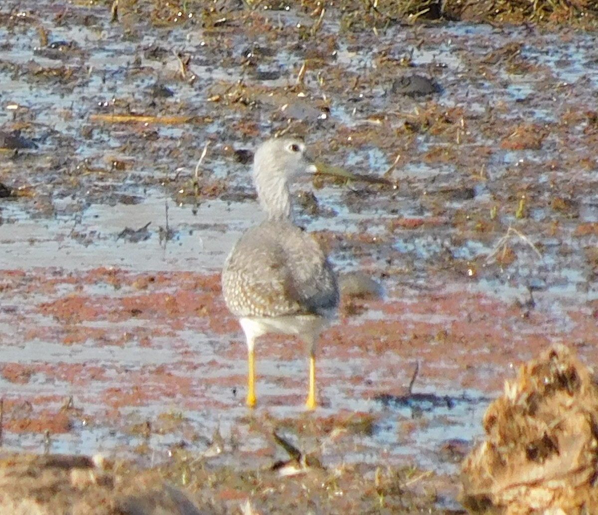 Greater Yellowlegs - ML610793243