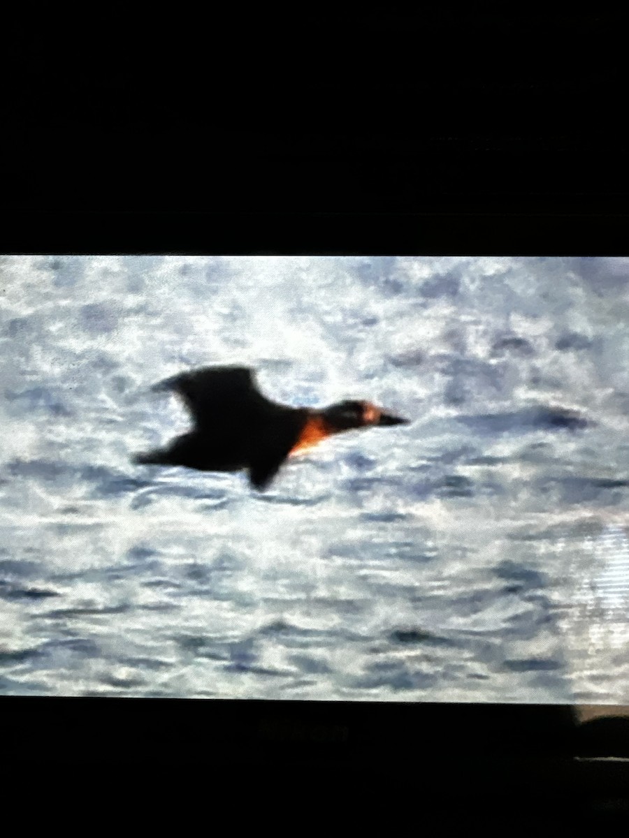 turpan pestrozobý - ML610793260