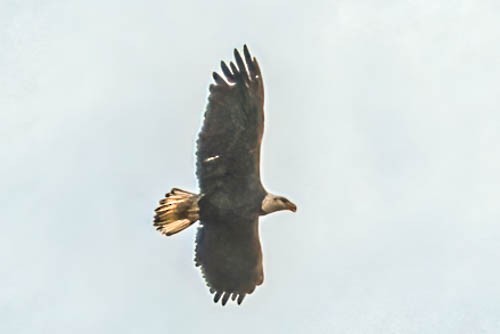 Bald Eagle - ML610793280