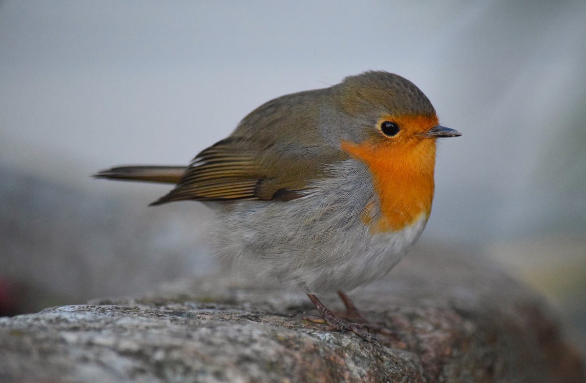 European Robin - ML610793287