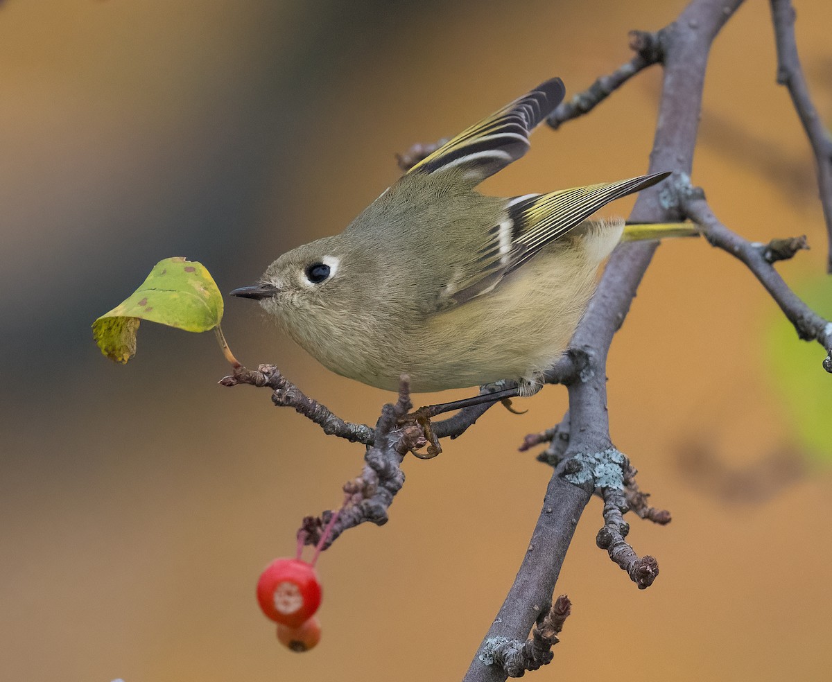 Ruby-crowned Kinglet - ML610793317