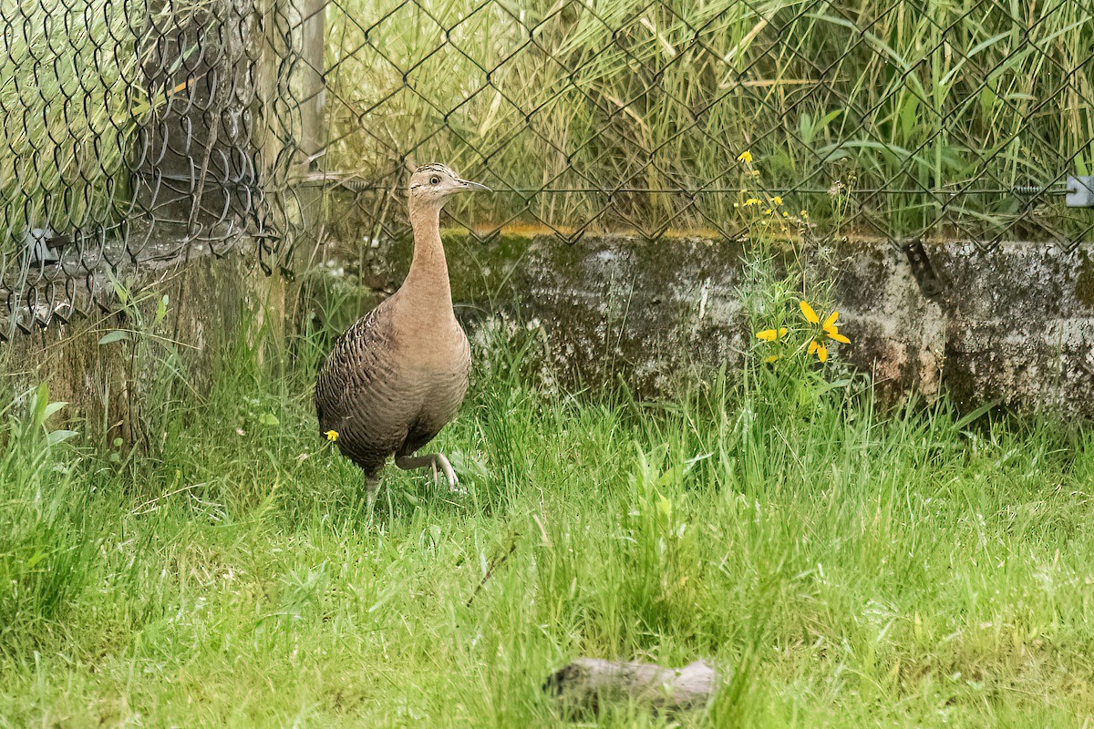 Red-winged Tinamou - ML610793364