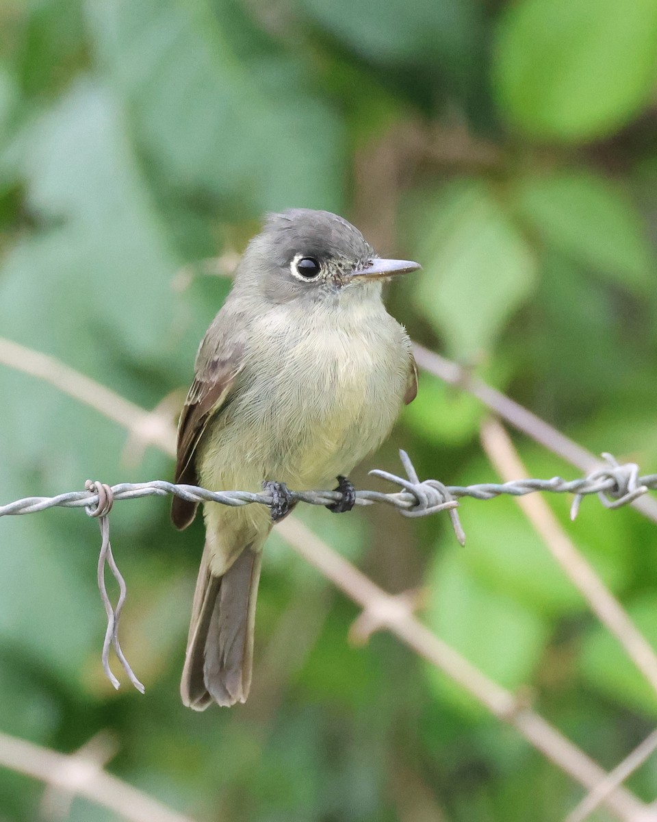 Cuban Pewee - Letha Slagle