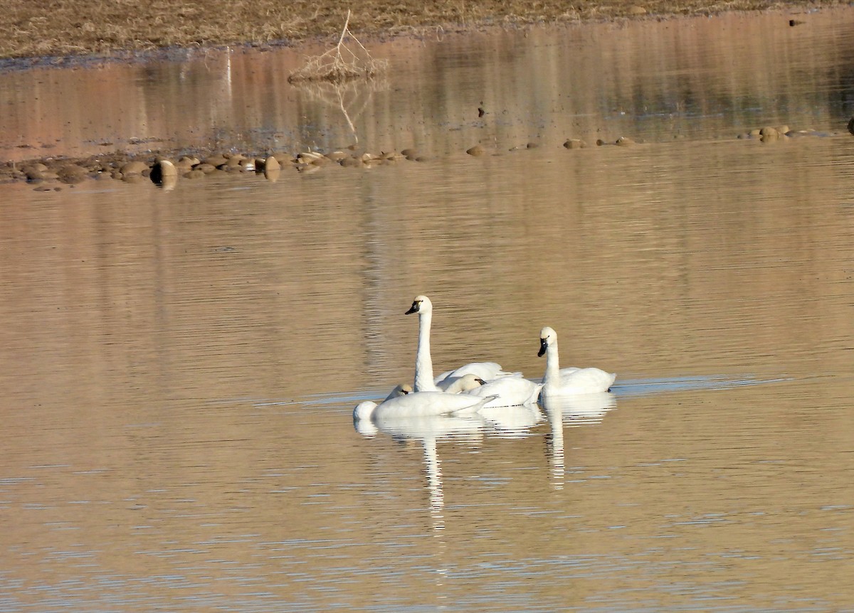 Cygne siffleur - ML610793449