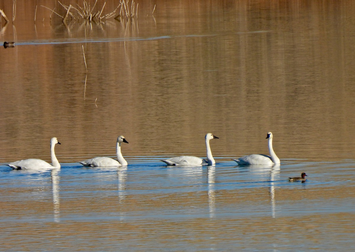 Cygne siffleur - ML610793450