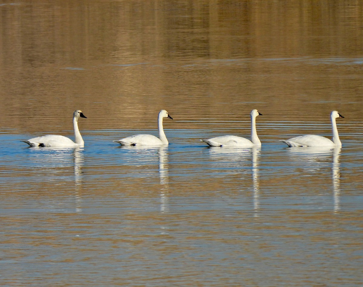 Cygne siffleur - ML610793451