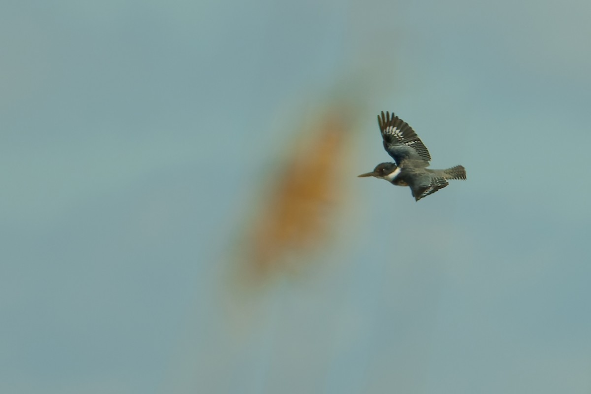 Belted Kingfisher - Sandra Beltrao